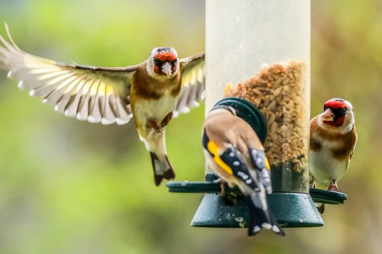 Are Backyard Bird Feeders Safe - How to Prevent Illness and Keep Wildlife Healthy
