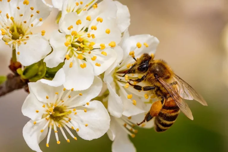 Plants Can Hear Pollinators - New Research Uncovers Acoustic Sensing